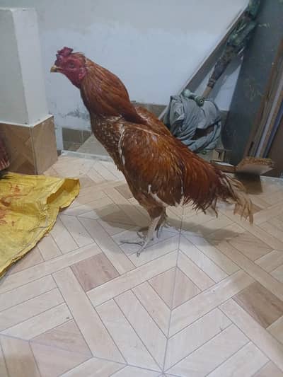 Pure Mianwali male for sale ha