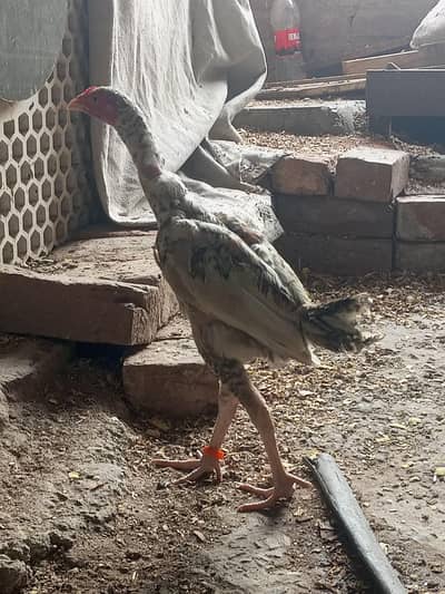 Totally Heathly Hen Available  Best forever