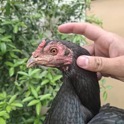 Thai Aseel Hen Locker