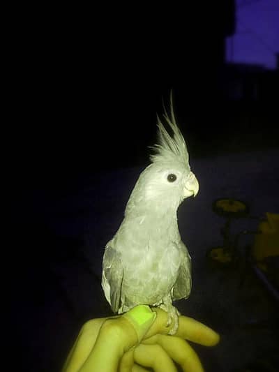 hand tame cocktail conure chicks available conure