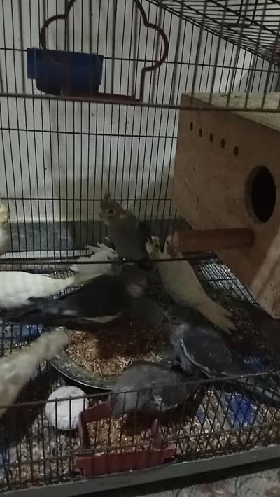 cocteil birds for sale