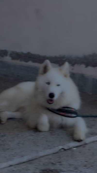 syberianhusky white husky