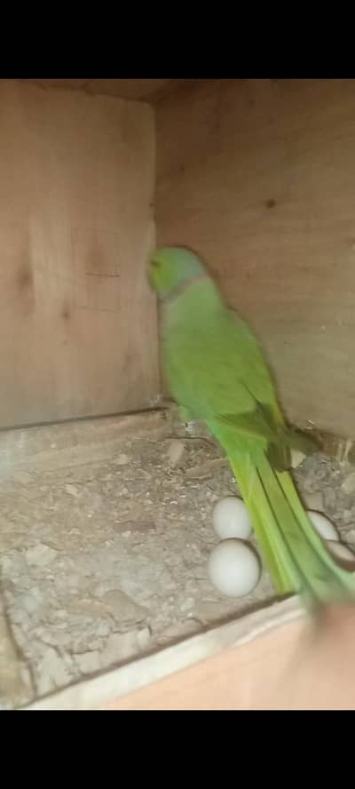 green ringneck parrot with 5 fertile eggs Arjunt sell
