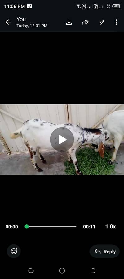 2 dant hay Bakra or acha hay Sahat may