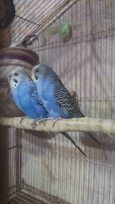 Breeding Pair Parrots for Sale ا