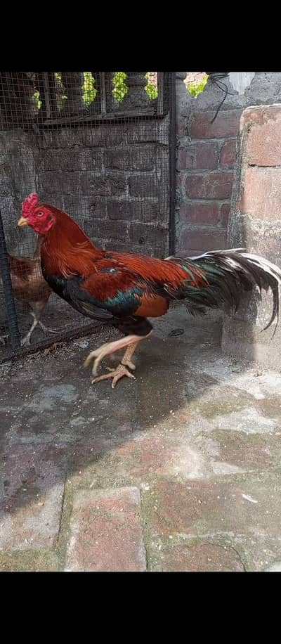 Morga for sale 03204048942