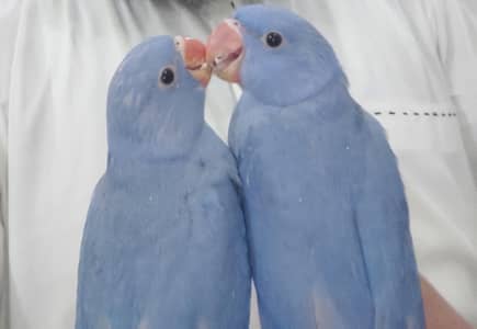 Ringneck Voilet Colour