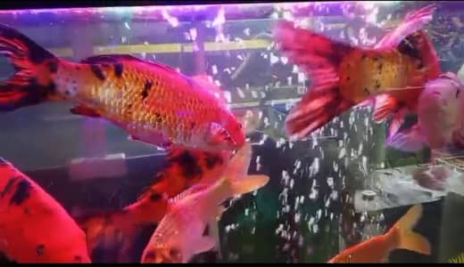 aquarium for sale krna