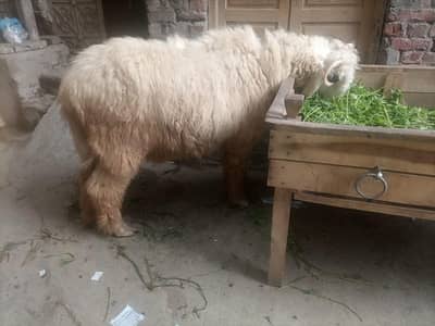 2 chatra for sale hai ghr k sihat mund tundrut janwer 03214226825