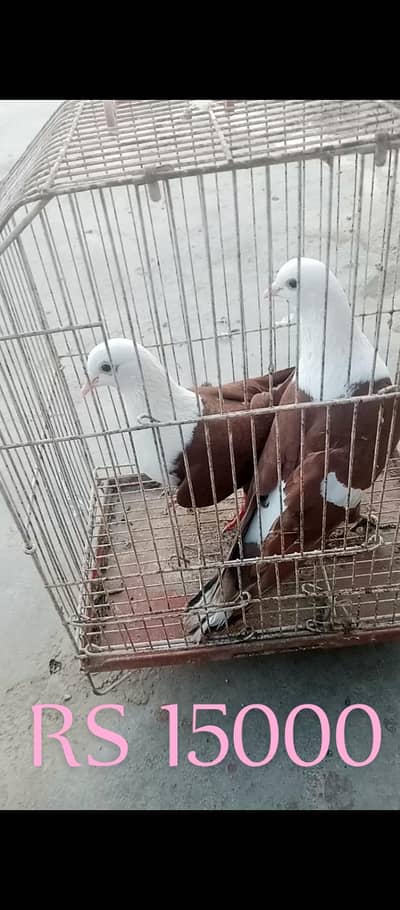 confirm breeding pair