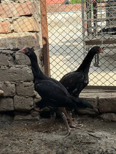 Aseel mianwali pathe pair