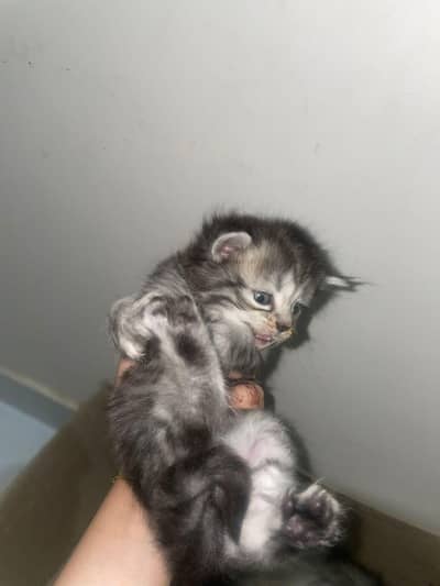 cats aur kittens available hain