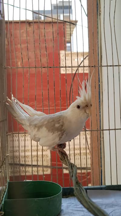 WhiteFace V-pied cockatiel