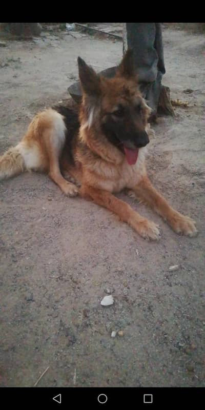 gs female and husky female for sle