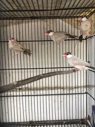 2 breeding pair java