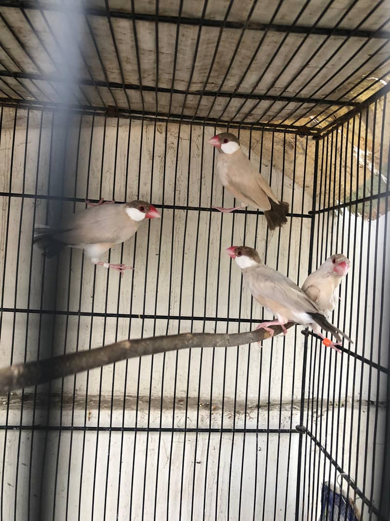 2 breeding pair java 1