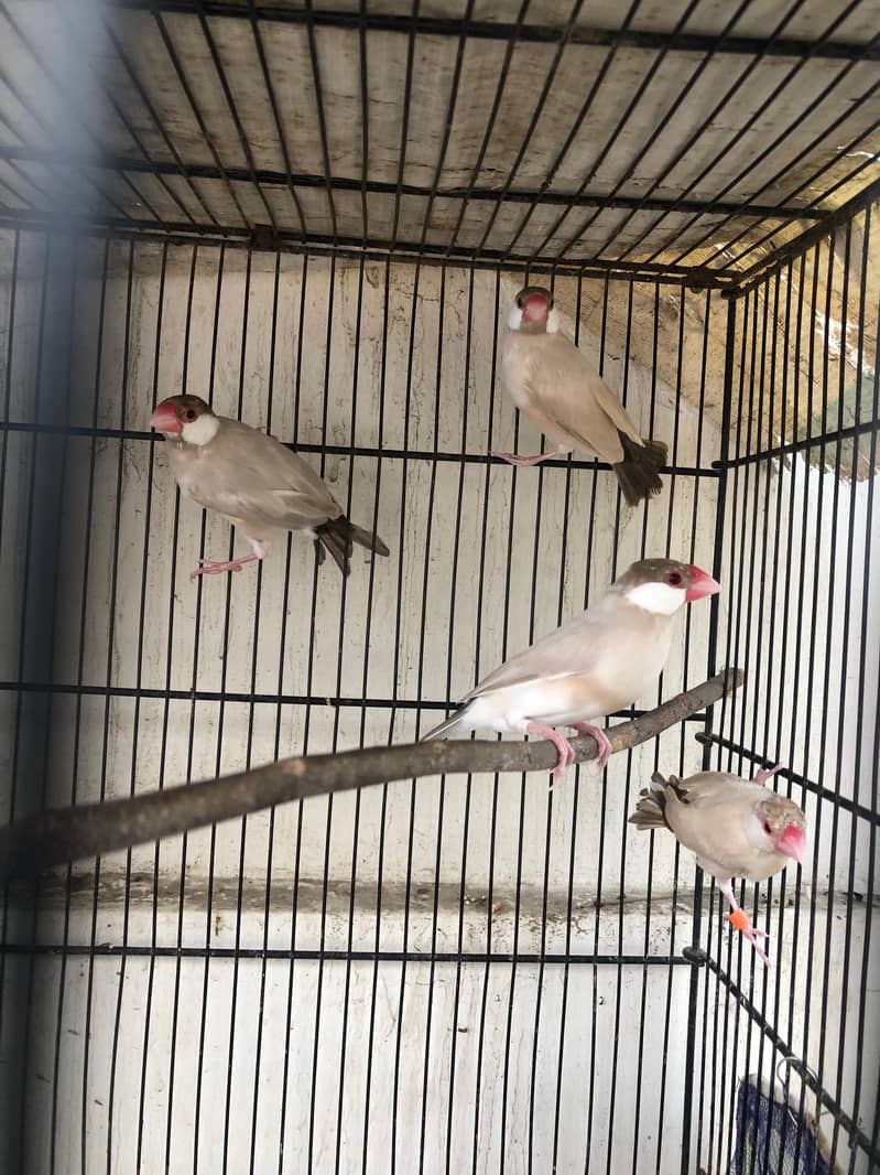 2 breeding pair java 2