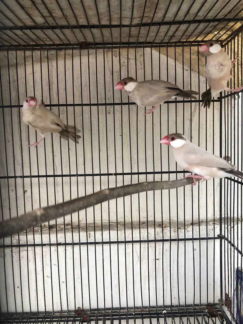 2 breeding pair java 4