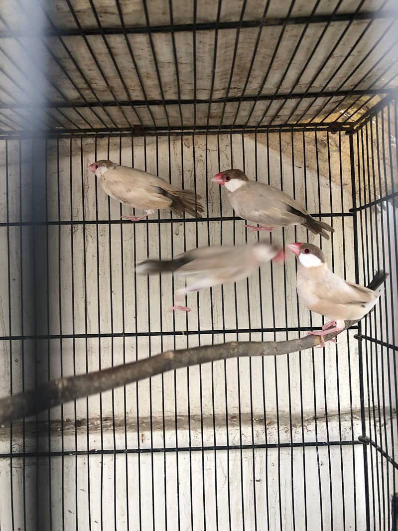 2 breeding pair java 5