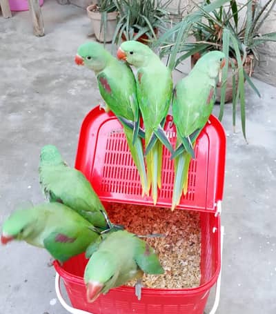Raw Ringneck Parrots, Fully Hand Tame | Taking & Friendly Parrots