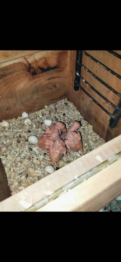 Yellow Ringneck Breeder pair With Breeding History