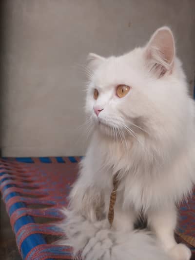 Persian Male cat