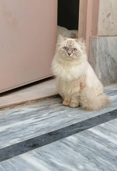 Beautiful Female Persian and male for sale