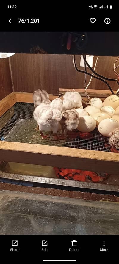 parrot beak,shamo ,aseel Heera .