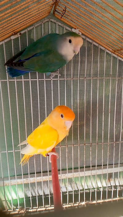 love bird looking for new home