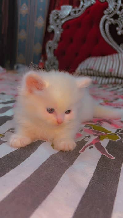 Persian cat for sale healthy and so active .