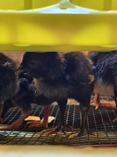 thai burmi or panus pakoye available