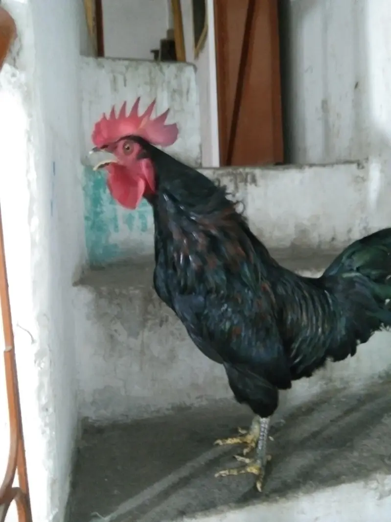Beautiful Black Male (Murga)