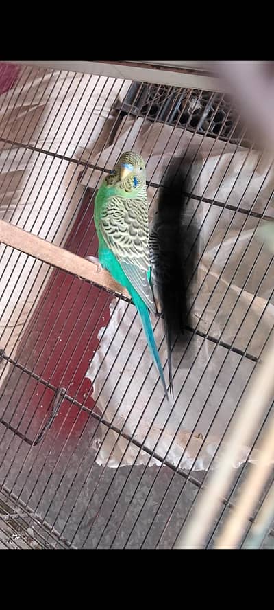 Black face split Male