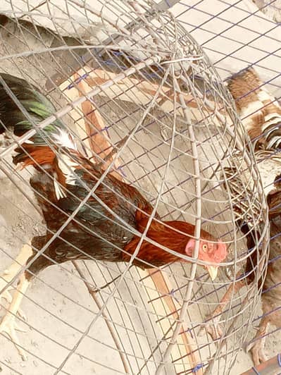 pic ma Dahk sakte baqi rabte kra la