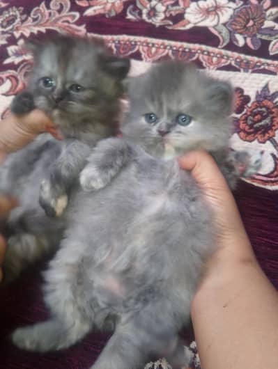 jaksin sHaro Manto ROMI kittnes available tripl coat Hair  03144762823