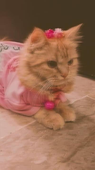 playful and energetic Persian cat