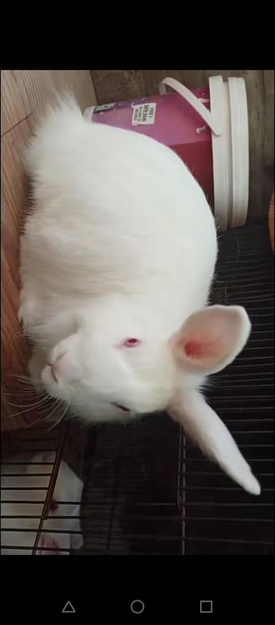 Angora Female Rabbit  Top Quality 0332=473+5658