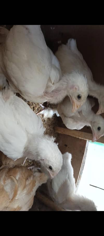 White Buff Golden Buff Chicks