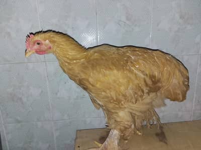 Golden Buff Pair For Sale Home Breed