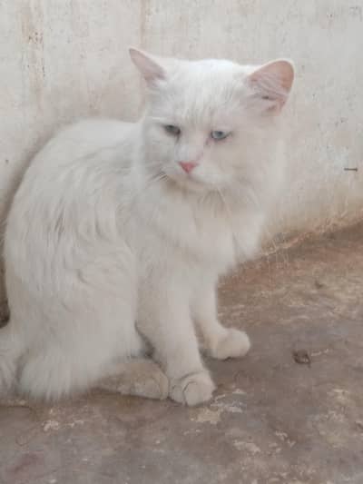 Persian cat for meating only for meating not for sale