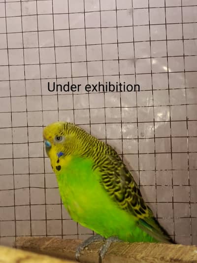 AOA Mai Australian parrot's sale KR Raha hu jis Bhai ko chahy ye rabta