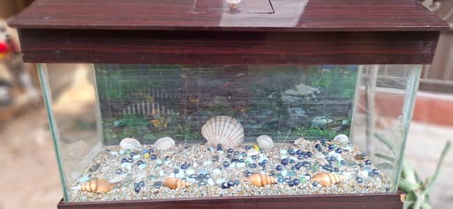 used aquarium and fish