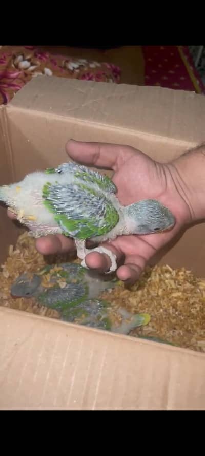 green handfeed chicks