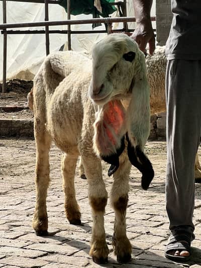 Breeder Kalji Bhair Sheep For sale .