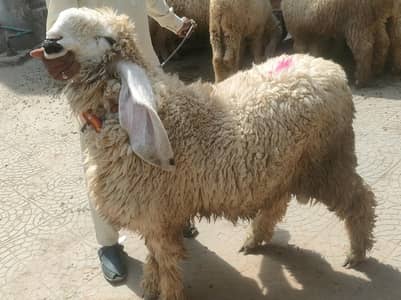 Kajla Chatra Healthy Nd Active  03214960566