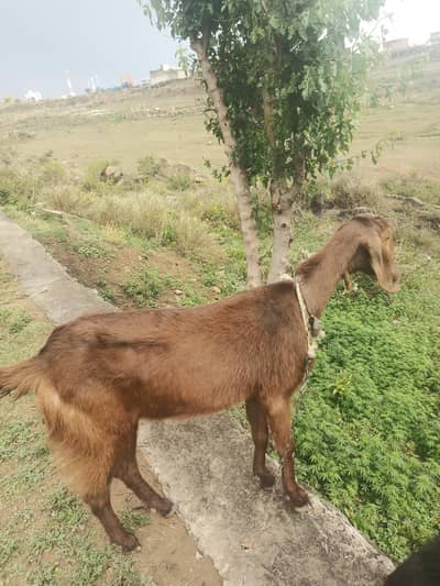 goat for sale location gulberg green islamabad