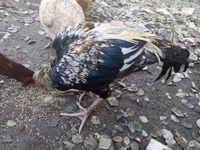 aseel murga aur murgi