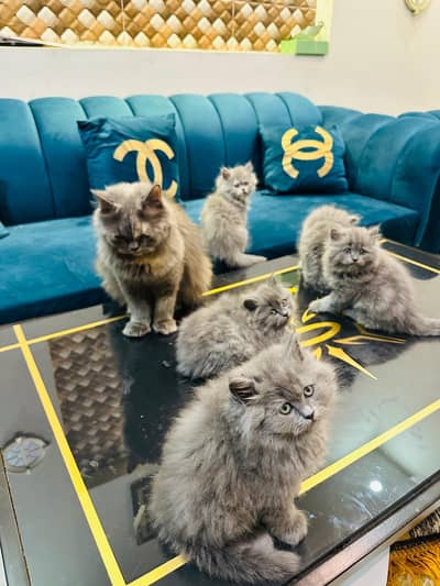  Fluffy Persian Kittens for Sale 