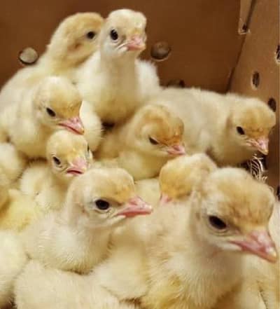 Turkey chicks