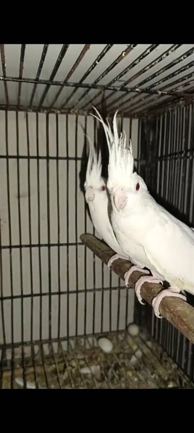 ENO red eyes albino cocktail pair for sell